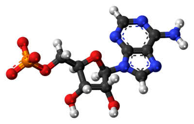 アデニル酸 Wikiwand