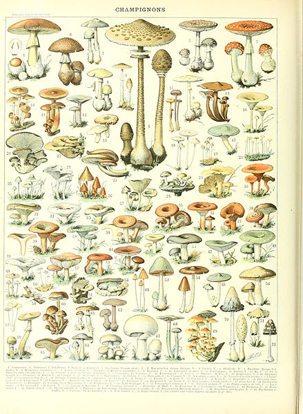 File:Adolphe Millot champignon-B.jpg