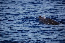 A Blainville's beaked whale off the Bahamas