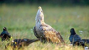 Adult White-tailed Eagle defending prey, Rezerwat Gostynin-Wloclawek, Poland.jpg