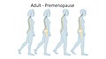 Adult premenopause