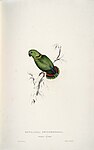Agapornis swindernianus (Black-collared Loverbird) by Edward Lear.jpg