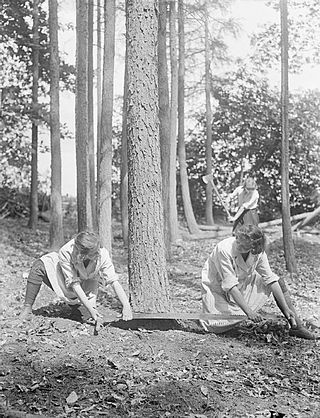 Vers 1914 au Royaume-Uni, des femmes (membres du Forestry Corps), effectuent un travail de bûcheron, pourtant généralement considéré, et à plus forte raison à cette époque, comme typiquement masculin. (Durant le Premier conflit mondial, beaucoup de femmes participent à l'effort de guerre en remplaçant à l'arrière pour de multiples tâches les hommes partis combattre au front).