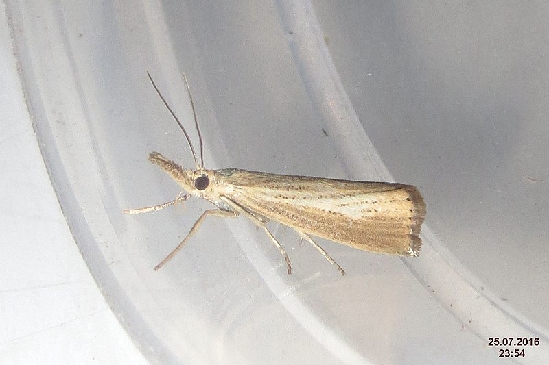 File:Agriphila straminella (BG) (31143440536).jpg