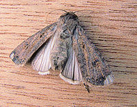 Adult Agrotis ipsilon Grote worteluil vleugels (1).jpg