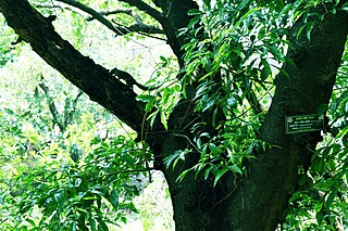 <i>Albizia lucida</i> Species of legume