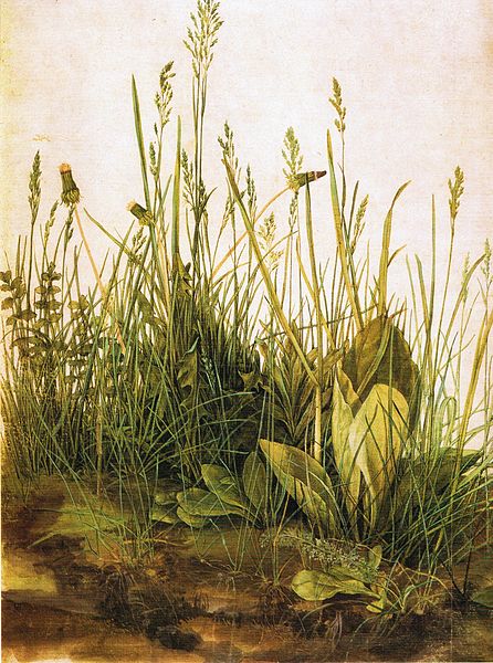 Fasciculus:Albrecht Dürer - Das große Rasenstück.jpg