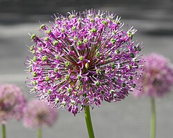 kirgisløk (Allium aflatunense)