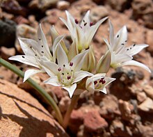 Allium nevadense 6.jpg