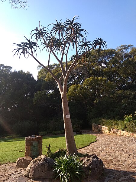 File:Aloidendron barberae Kirstenbosch.jpg