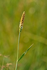 Miniatura para Alopecurus geniculatus