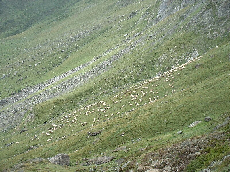 File:Alpage moutons pyrenees.jpg