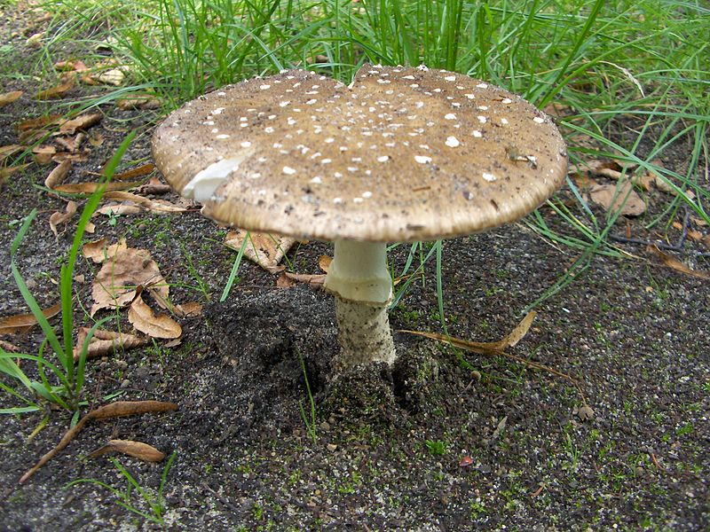 File:Amanita pantherina - Ss181292.jpg