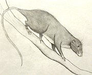 Amazon bamboo rat AmazonBambooRat.JPG