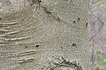 Thumbnail for File:American Beech Fagus grandifolia Bark Horizontal.JPG