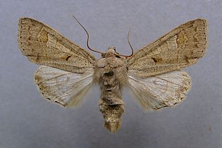 <i>Ammoconia caecimacula</i> Species of moth