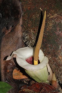 Amorphophallus barthlottii.jpg
