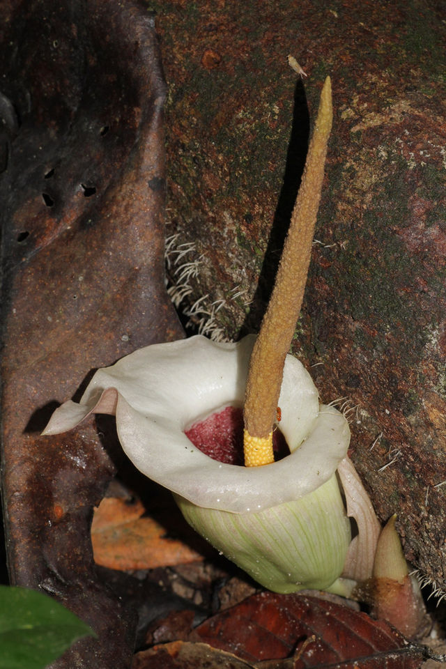 Tình yêu cây cỏ ĐV2 - Page 61 640px-Amorphophallus_barthlottii