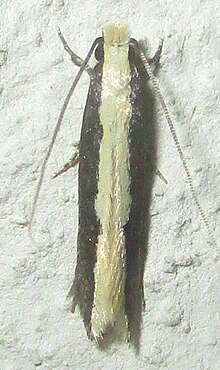 Amphixystis cymataula.jpg
