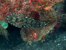 Pseudoblennius percoides