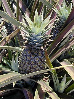 Ananas