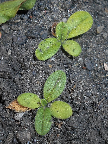 File:Anchusa officinalis 2018-05-16 2074.jpg