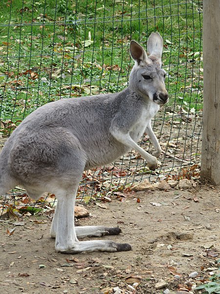 File:Animals in Parc de Thoiry 17.jpg