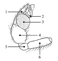 Anisaedus.levii.cymbium.jpg