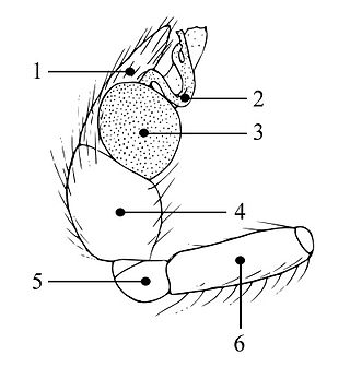 <i>Anisaedus</i> Genus of spiders