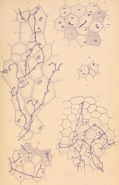 File:Annales de l'Institut Pasteur (1891) (17583765093).jpg