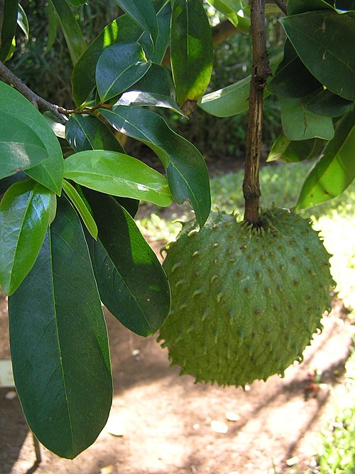 Image: Annona muricata 1