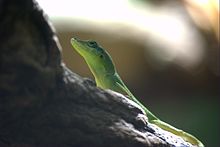 Anolis chlorocyanus.jpg 