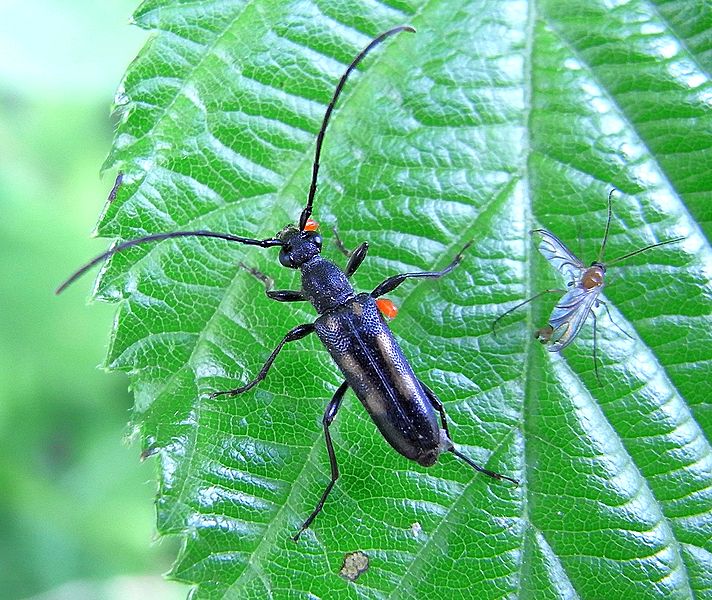 File:Anoplodera sexguttata et al.jpg