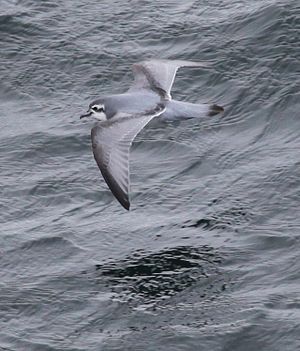 Oiseau De Mer: Espèces concernées, Caractéristiques des oiseaux de mer, Menaces et conservation