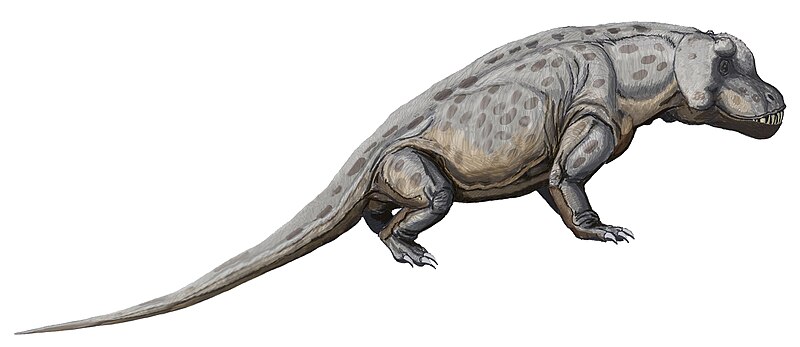 File:Anteosaurus magnificus.jpg