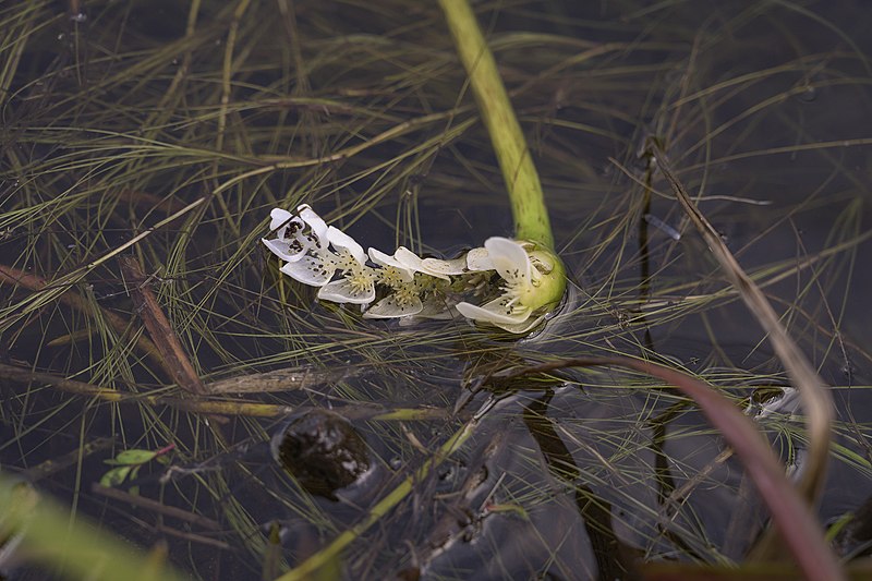 File:Aponogeton distachyos Flipphi 4.jpg