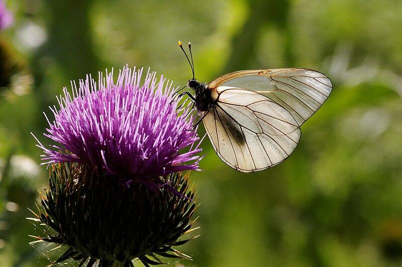 File:Aporia crataegi 7.jpg