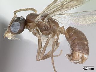 <i>Aptinoma mangabe</i> Species of ant