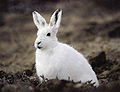 Arctic hare.jpg