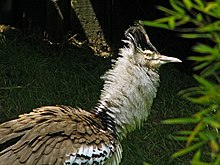 A close-up of the plumage of a captive male Ardeotis kori portrait.jpg