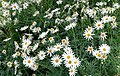 Argyranthemum frutescens 'Vera'