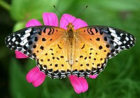 Female Argyreus hyperbius female and Zinnia elegans.jpg