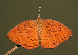 Dorsal view