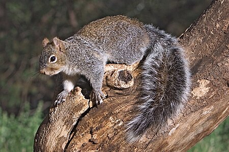 Tập_tin:Arizona_Gray_Squirrel_Sciurus_arizonensis.jpg