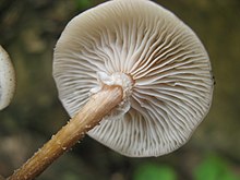 Zwei Gruppen bräunlicher Pilze, die aus Holz wachsen. Einer der Cluster wurde aus dem Baum gezogen, um die Basis ihrer Stängel freizulegen.