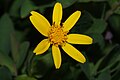 Arnica latifolia 9957.JPG