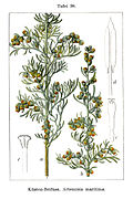 Artemisia maritima Sturm36.jpg