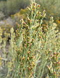 Thumbnail for Artemisia nova