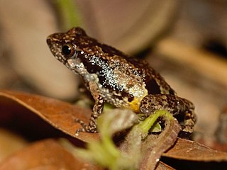 <i>Arthroleptis sylvaticus</i> Species of frog
