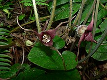 Wild ginger Asarum caudatum 10993.JPG